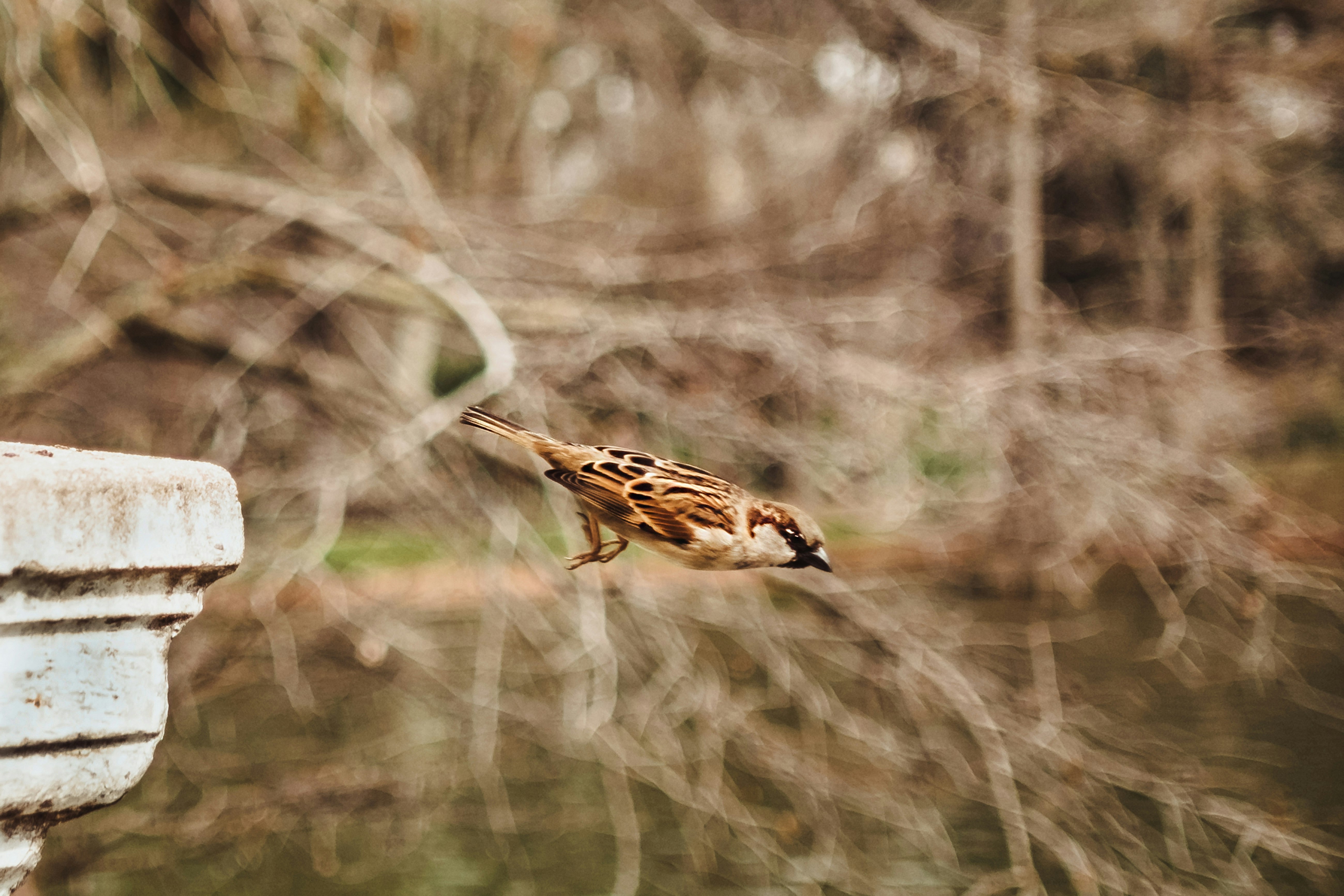 selective focus photography of brown bird